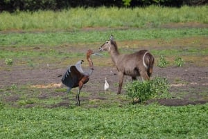Von Sansibar: 2-tägige Safari im Selous und Maasai-Dorf mit der Fähre