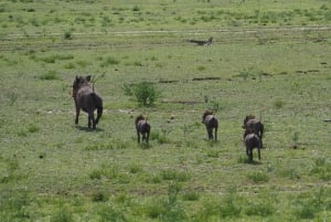 Von Sansibar: 2-tägige Safari im Selous und Maasai-Dorf mit der Fähre