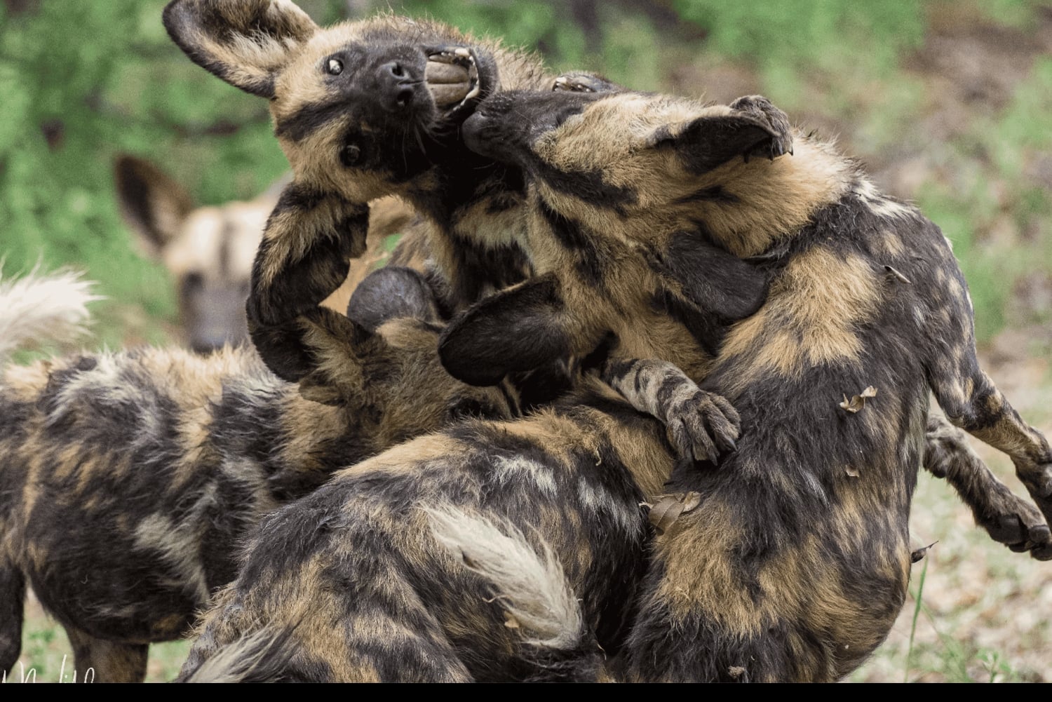 From Zanzibar: Selous 2-Day Safari with Flights & bush Walk