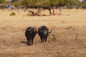 De Zanzibar: safári de 2 dias em Selous com voos e caminhada