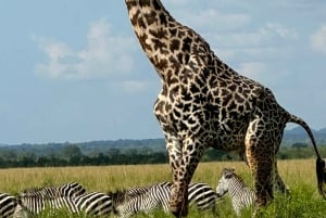 De Zanzibar: safári de 2 dias em Selous com voos e caminhada