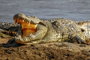 De Zanzibar: safári de 2 dias em Selous com voos e caminhada