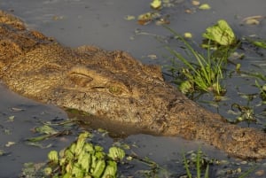 De Zanzibar: safári de 2 dias em Selous com voos e caminhada