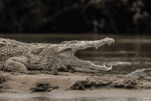 De Zanzibar: safári de 2 dias em Selous com voos e caminhada