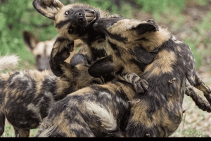 From Zanzibar: Selous 2-Day Safari with Flights & bush Walk