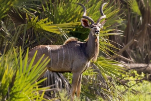 From Zanzibar: Selous 2-Day Safari with Flights & bush Walk