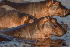 From Zanzibar: Selous 2-Day Safari with Flights & bush Walk