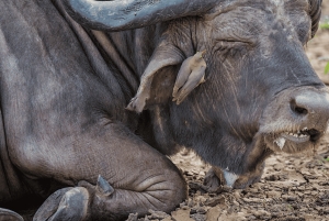 From Zanzibar: Selous 2-Day Safari with Flights & bush Walk