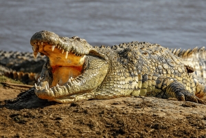 From Zanzibar: Selous 2-Day Safari with Flights & bush Walk