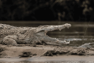 From Zanzibar: Selous 2-Day Safari with Flights & bush Walk