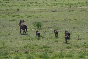 From Zanzibar: Selous 2-Day Safari with Flights & bush Walk