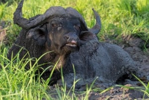 Из Занзибара: сафари в заповеднике Селус и культура масаев