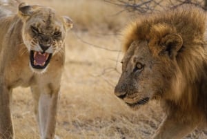 Из Занзибара: сафари в заповеднике Селус и культура масаев