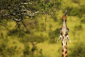 From Zanzibar: Selous Day Safari With Flights Included
