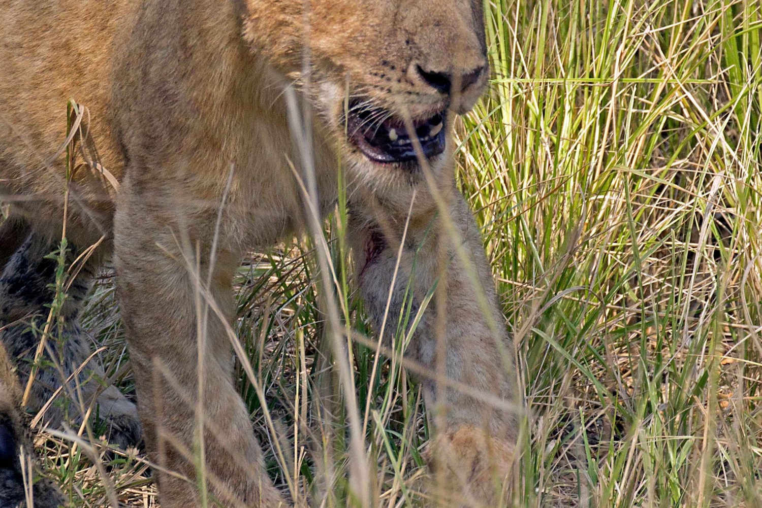 Från Zanzibar: Heldagssafari i Selous Game Reserve med flyg