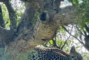 Da Zanzibar: safari di un giorno nella riserva di Selous con volo