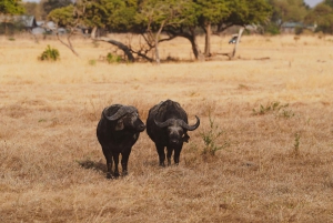 Da Zanzibar: safari di un giorno nella riserva di Selous con volo