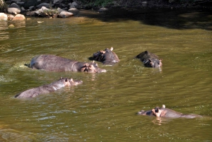 Da Zanzibar: safari di un giorno nella riserva di Selous con volo