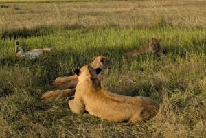 Da Zanzibar: safari di un giorno nella riserva di Selous con volo