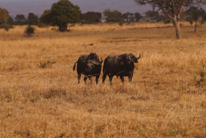 Da Zanzibar: safari di un giorno nella riserva di Selous con volo