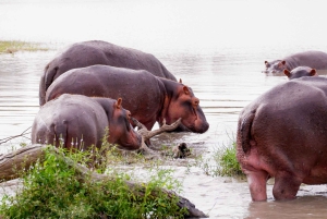 Da Zanzibar: safari di un giorno nella riserva di Selous con volo