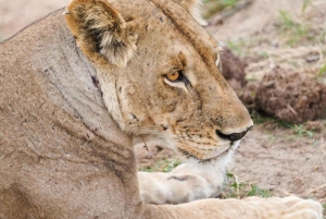 Da Zanzibar: safari di un giorno nella riserva di Selous con volo