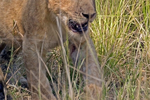 Från Zanzibar: Heldagssafari i Selous Game Reserve med flyg