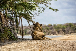 Från Zanzibar: Heldagssafari i Selous Game Reserve med flyg