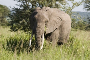 Från Zanzibar: Heldagssafari i Selous Game Reserve med flyg