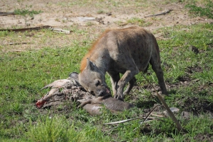 Från Zanzibar: Heldagssafari i Selous Game Reserve med flyg