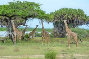 Från Zanzibar: Selous Game Reserve Dagssafari med flyg