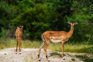 From Zanzibar: Selous Game Reserve Day Safari with Flights