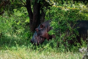 From Zanzibar: Selous Game Reserve Day Safari with Flights