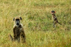 From Zanzibar: Selous Game Reserve Day Safari with Flights