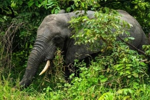 From Zanzibar: Selous Game Reserve Day Safari with Flights