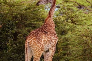 From Zanzibar: Selous Game Reserve Day Safari with Flights