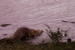 From Zanzibar: Selous Game Reserve Day Safari with Flights