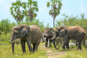 From Zanzibar: Selous Game Reserve Day Safari with Flights