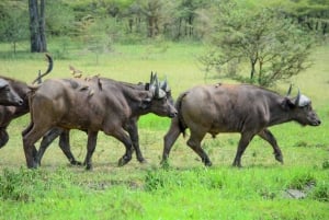 From Zanzibar: Selous Game Reserve Day Safari with Flights