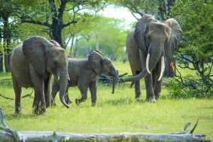 From Zanzibar: Selous Game Reserve Day Safari with Flights