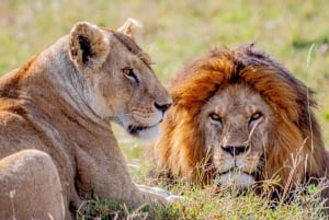 From Zanzibar: Selous Game Reserve Full-Day Safari