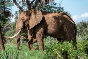 Au départ de Zanzibar : safari d'une journée dans la réserve animalière de Selous