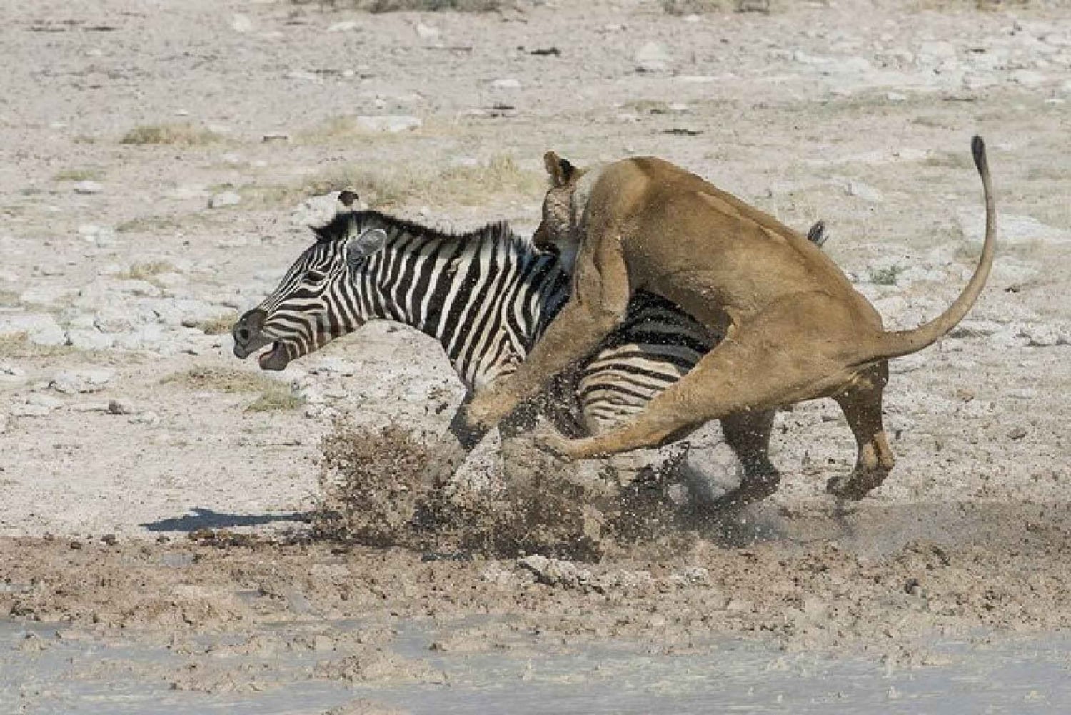 Из Занзибара: экскурсия на ферму специй, в лес Джозани и пещеру Куза