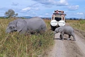 Из Занзибара: экскурсия на ферму специй, в лес Джозани и пещеру Куза