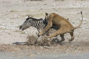 Из Занзибара: экскурсия на ферму специй, в лес Джозани и пещеру Куза