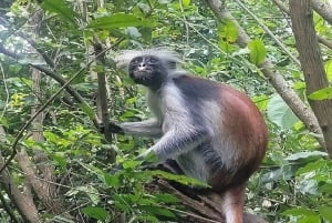 Из Занзибара: экскурсия на ферму специй, в лес Джозани и пещеру Куза