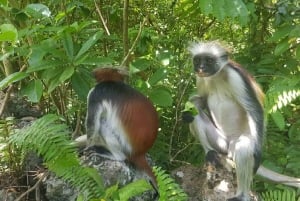 Из Занзибара: экскурсия на ферму специй, в лес Джозани и пещеру Куза