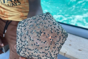 PINGWE: Starfish, Blue Lagoon, Snorkel & THE ROCK RESTAURANT