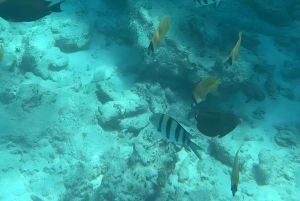 PINGWE: Starfish, Blue Lagoon, Snorkel & THE ROCK RESTAURANT