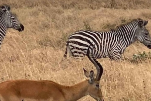 Safari wildlife zanzibar to mikumi Park day 1 trip